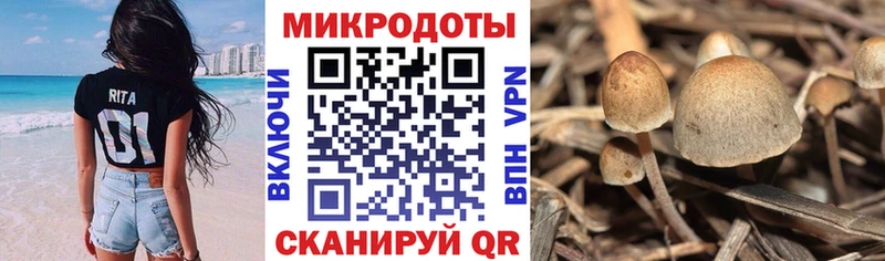 Галлюциногенные грибы Cubensis Дивногорск